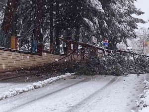 Isparta’da Kar Yağışına Dayanamayan Ağaçlar Araçların Üzerine Devrildi