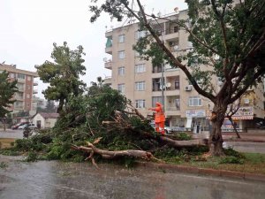 Antalya Kent Merkezine Dolu Yağdı Rüzgara Dayanamayan Ağaç Yola Devrildi