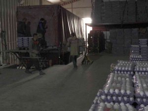 Tavuklara ’Halk Müziği’ Dopingi