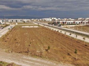 Yunusemre Belediyesi Muradiye’de 6. Sokağı Ağaçlandırdı