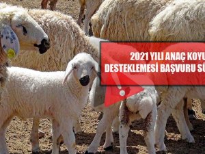 ’2021 Yılı Anaç Koyun Keçi Desteklemesi’ Başvuru Süresi Uzatıldı