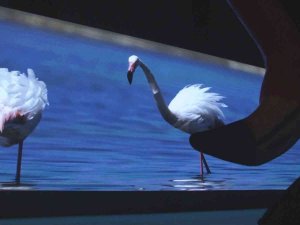 Türkiye’deki İlk Flamingo Belgeseli “Pembe Misafirler” İzleyiciyle Buluştu