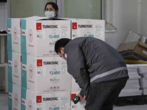 Bakan Koca Duyurmuştu, Yeni Seri Turkovac Aşılarının Dağıtımı Başladı