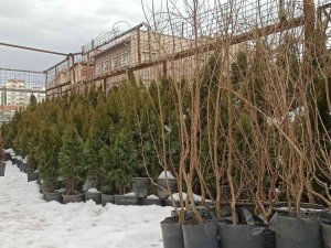 Yağışlar Arttı Fidan Satışlarında Yoğunluk Oluştu