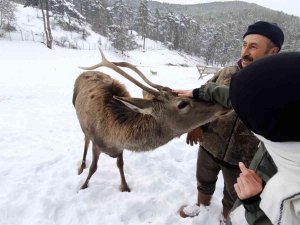 Kızıl Geyikler Doğa Tutkunlarını Çok Sevdi