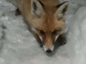 Aç Kalan Tilki Karakolda Karnını Doyurdu