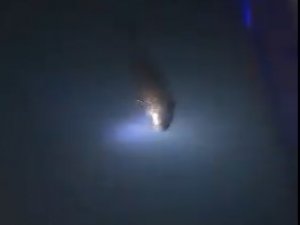 Nesli Tükenen Su Samuru Kastamonu’da Görüldü