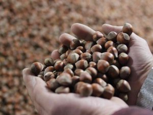 Üreticinin Elinde İhtiyacı Karşılayacak Fındık Kalmadı