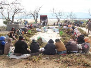 Aydın’da Çilek Fidelerinin Gençleştirilmesi İçin Yüzlerce İşçi Tarlaya İndi