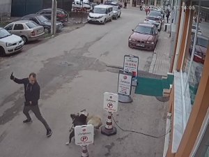 Pitbull Köpeğini Sokak Köpeğine Saldırttı, Selfie Çekti