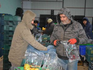Romanya, Makedonya, Ukrayna’ya Ayva Ve Karyağdı Armudu İhracatı
