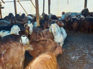 Şiddetli Yağışta Mahsur Kalan 87 Hayvanı İtfaiye Kurtardı