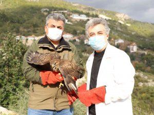 Yaralı Şahin Tedavisinin Ardından Doğaya Bırakıldı