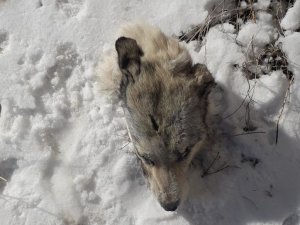 Köpeklerin Saldırısına Uğrayan Kurttan Geriye Kafası Kaldı