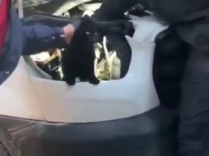 Araç Motorunda Mahsur Kalan Kediyi İtfaiye Kurtardı