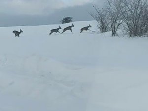 Aç Kalan Karacalar Yol Kenarına İndi
