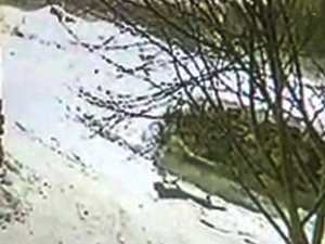 Aç Kurt Yavru Köpeği Böyle Götürdü