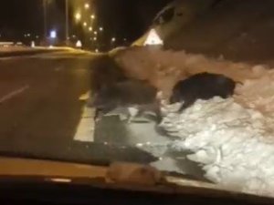 Bingöl’de Yaban Domuzları Yerleşim Yerlerine Kadar İndi