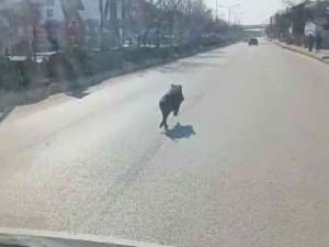 Cadde Ortasında Domuz