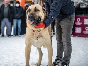 Ordu’da En Güzel Çoban Ve Av Köpeği Yarışı
