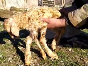 5 Ayaklı Kuzu Görenleri Şaşkına Çevirdi