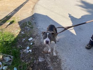 Sokak Köpeklerini Yaralayan Pitbull Yakalanarak Barınağa Götürüldü