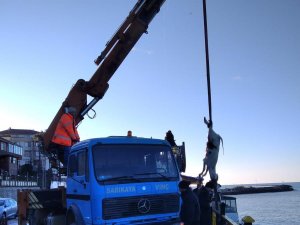 Karadeniz’den Hamsi Yerine Büyükbaş Hayvan Çıktı