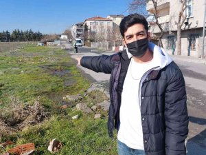 Avcılar’da 3 Köpeğin Zehirlendiği İddiası
