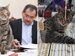 İ̇ki Şanslı Kedi: Mayıs Ve Zeytin