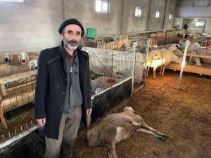 2 Haftada 80 Koyunu Telef Oldu
