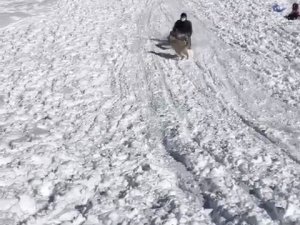 Kızağıyla Köpeğe Çarpmaktan Son Anda Kurtuldu