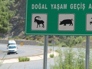Söke-milas Karayolu Yaban Hayatını Tehdit Ediyor