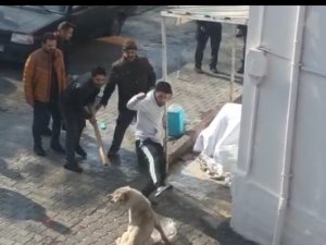 Kavgada Gözü Dönen Köpeklere Tekmeli Müdahale