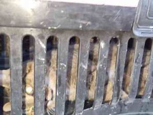 Nesli Tükendi Sanılan Yaban Kedisi Zonguldak’da Görüldü