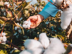 Organik Ege Pamuğundan Üretilmiş Tekstil Ürünleri Çevre Dostu Ve Daha Güvenli