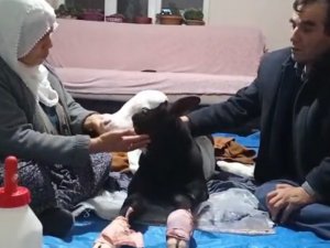 Erken Doğduğu İçin Gözleri Görmeyen Buzağıya Bebek Gibi Bakıyorlar