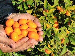 İ̇talyanlar Talip Oldu