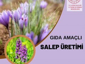 Aydın’da Gıda Amaçlı Salep Üretimi Yapılabilecek