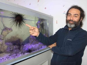 Uzun Dikenli Deniz Kestanesi Ve Aslan Balığı Mersin Sahillerine Yerleşti