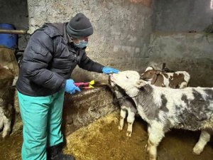 Aslanapa’da Büyükbaş Hayvanlarda Küpeleme Ve Aşılama Çalışması