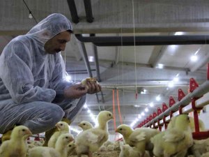 Şehir Hayatından Sıkıldı, Devletten Aldığı Destek İle Köye Dönüp Çiftlik Kurdu