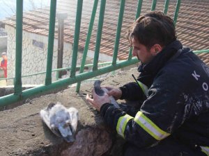 Yangında Telef Olan Köpeklerinin Çantasına Sarılarak Gözyaşlarına Boğuldu