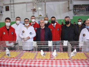 En Güzel Hünkari Güvercinler Salihli’de Yarıştı