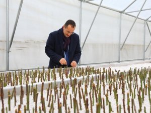 Akçaabat Belediyesi Kendi Seralarında Üretime Başladı