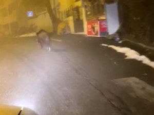 Diyarbakır’ın Kulp İlçesinde İlçe Merkezine İnen Domuzlar Kameraya Yansıdı