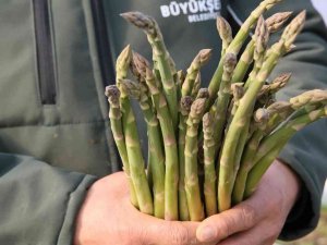 Büyükşehir’in Çiftçi Merkezi’ndeki Kuşkonmazlardan Erkenci Hasat Yapıldı