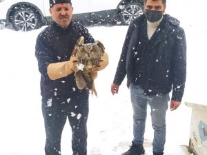 Muş’ta Yaralı Puhular Tedavi Altına Alındı