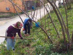 Fındıkta Rekolte Ve Randıman Artırmak İçin Bakım Önerileri