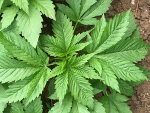 Kenevir Üretim İzni Müracaatları Başladı