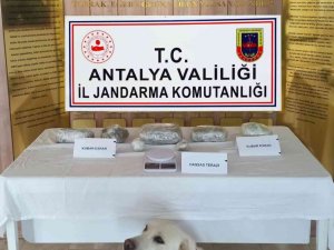 Alanya’da 2 Kilo Esrar Ele Geçirildi
